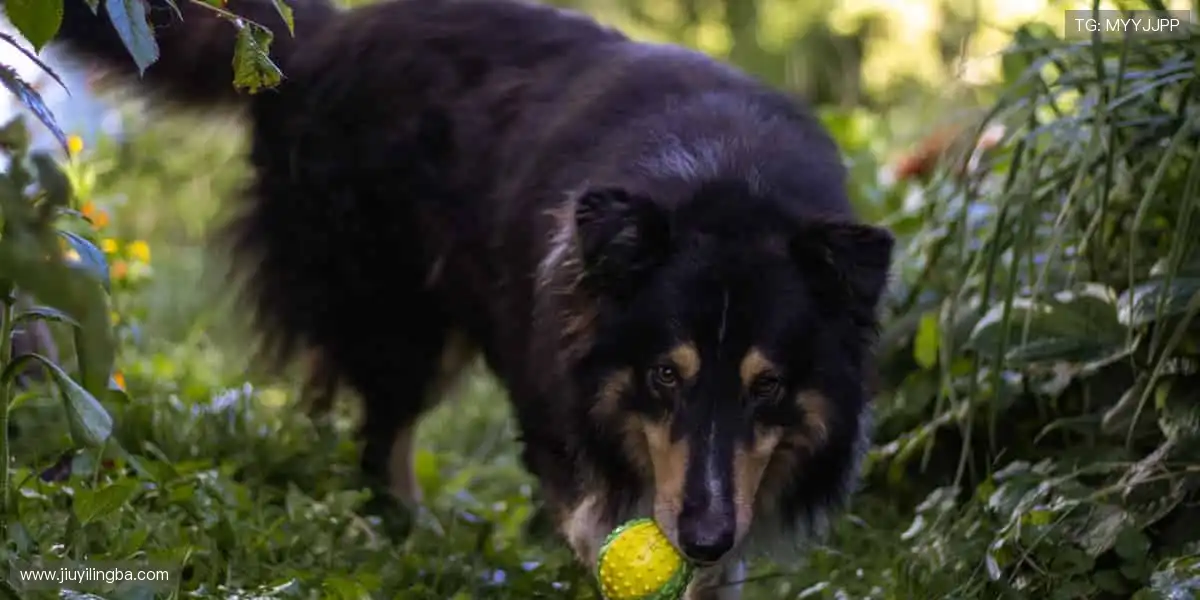 🎁球迷专属,潮流装备一键拥有!👕